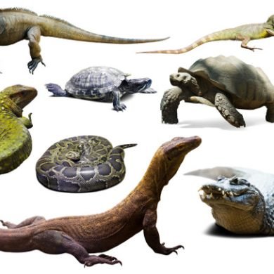 adobestock-169781392