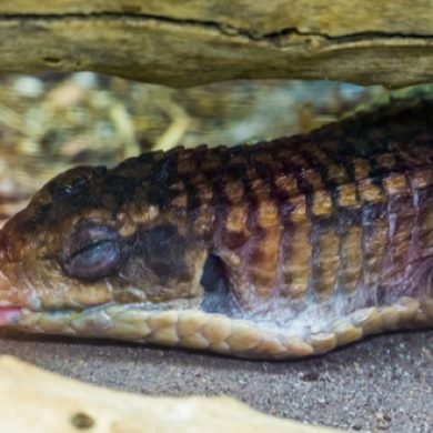 adobestock-300171571