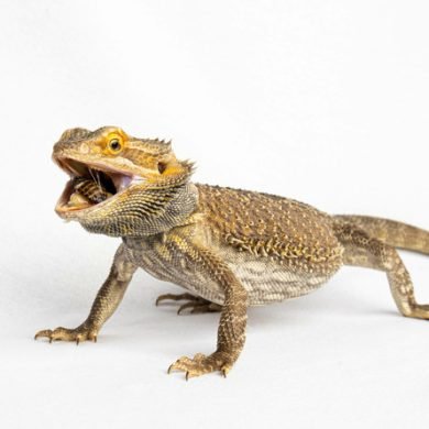 adobestock-753813154-1-